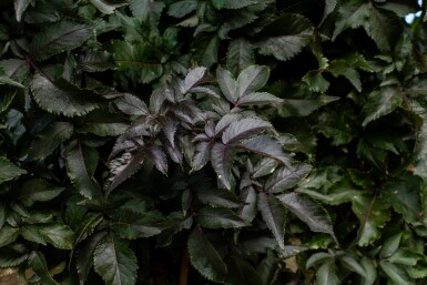 Sambucus nigra meerstammig 250-300