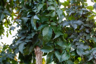 Sambucus nigra meerstammig 250-300