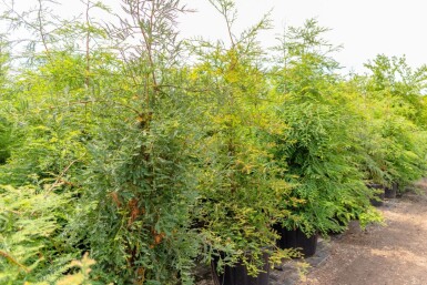 Sequoia sempervirens beveerd