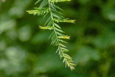 Sequoia sempervirens beveerd 10/12