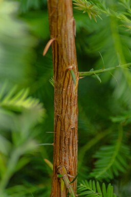 Sequoia sempervirens beveerd 10/12