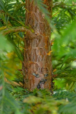 Sequoia sempervirens beveerd 10/12