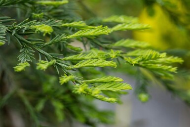 Sequoia sempervirens beveerd 10/12