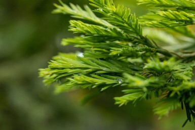 Sequoia sempervirens beveerd 10/12