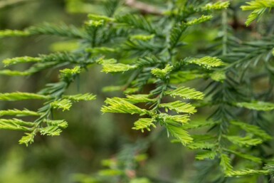 Sequoia sempervirens beveerd 10/12