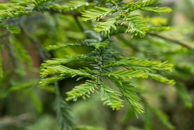 Sequoia sempervirens beveerd 10/12