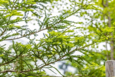 Sequoia sempervirens beveerd 10/12