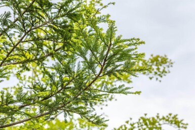 Sequoia sempervirens beveerd 10/12