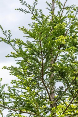 Sequoia sempervirens beveerd 10/12