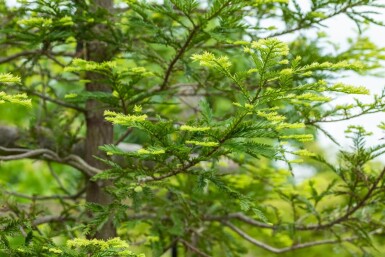 Sequoia sempervirens beveerd 10/12
