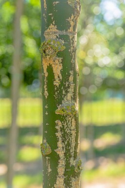 Styphnolobium japonicum meerstammig 250-300