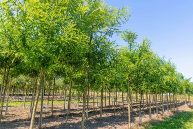 Styphnolobium japonicum 'Regent' hoogstam