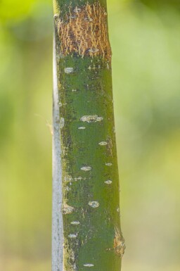 Styphnolobium japonicum 'Regent' hoogstam 14/16