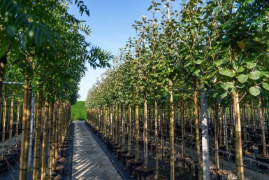 Sorbus aria hoogstam 12/14