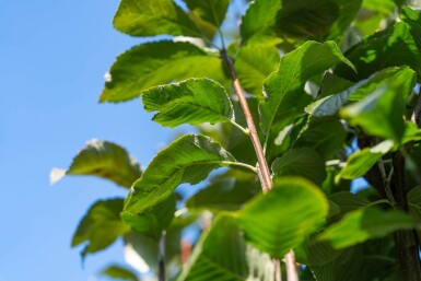 Sorbus aria hoogstam 12/14