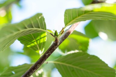 Sorbus aria hoogstam 12/14