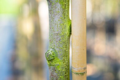 Sorbus aria hoogstam 12/14
