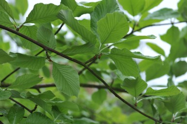 Sorbus aria 'Lutescens' hoogstam