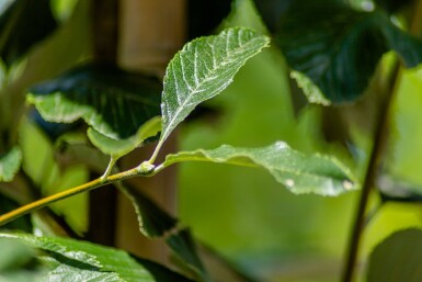 Sorbus aria 'Magnifica' hoogstam 12/14