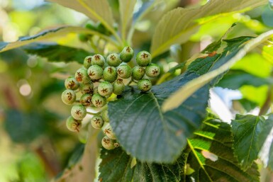 Sorbus aria 'Magnifica' hoogstam 12/14