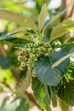 Sorbus aria 'Magnifica' hoogstam 12/14
