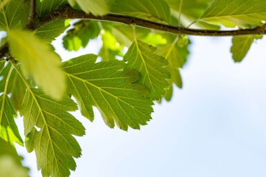 Sorbus aria 'Magnifica' hoogstam 12/14