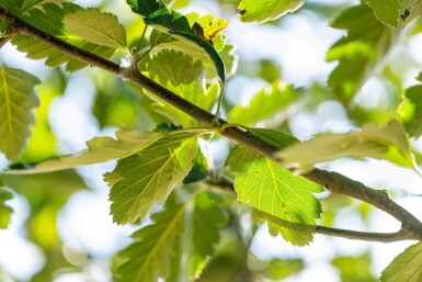 Sorbus aria 'Magnifica' hoogstam 12/14