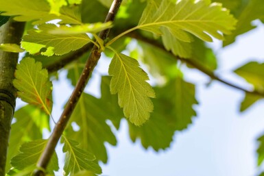 Sorbus aria 'Magnifica' hoogstam 12/14