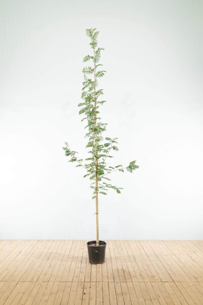 Sorbus aucuparia hoogstam 14/16