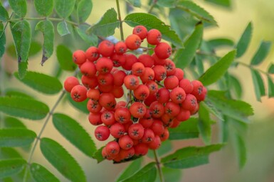 Sorbus aucuparia hoogstam