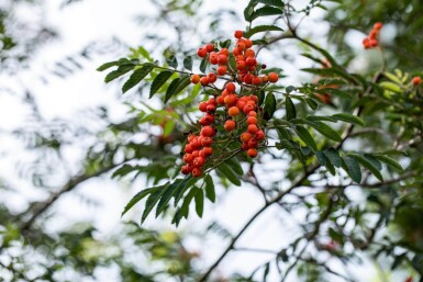 Sorbus aucuparia hoogstam 14/16