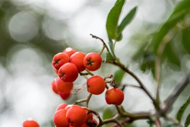 Sorbus aucuparia hoogstam 14/16