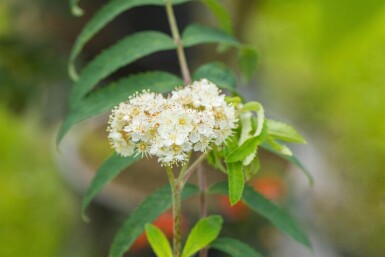 Sorbus aucuparia hoogstam 14/16