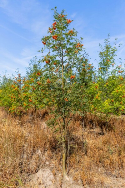 Sorbus aucuparia meerstammig 350-400