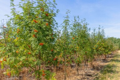 Sorbus aucuparia meerstammig