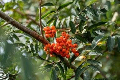 Sorbus aucuparia meerstammig 350-400