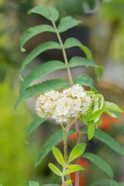 Sorbus aucuparia meerstammig 350-400