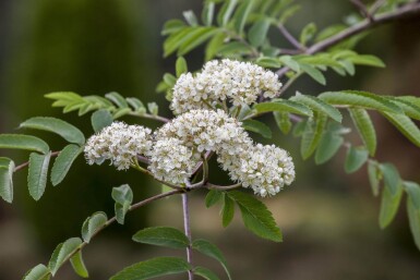 Sorbus aucuparia meerstammig 350-400