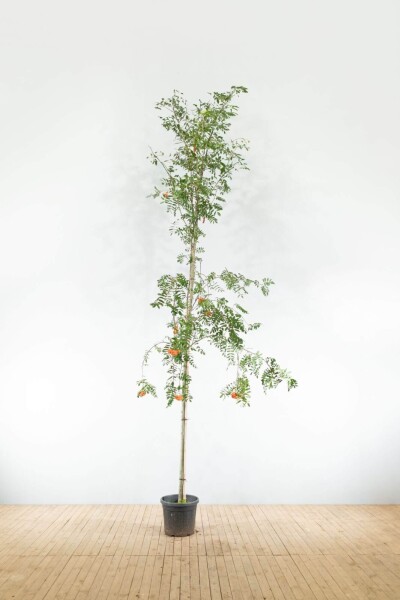 Sorbus aucuparia var. edulis hoogstam 10/12