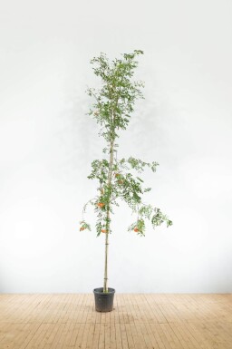 Sorbus aucuparia var. edulis hoogstam 10/12