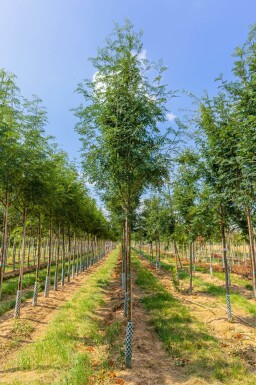 Sorbus aucuparia var. edulis hoogstam 10/12