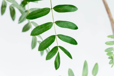 Sorbus aucuparia var. edulis hoogstam 10/12