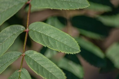 Sorbus aucuparia var. edulis hoogstam 10/12