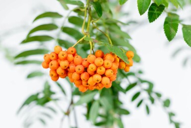 Sorbus aucuparia var. edulis hoogstam 10/12