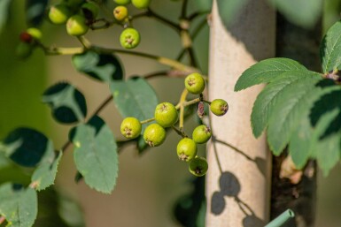 Sorbus aucuparia var. edulis hoogstam 10/12
