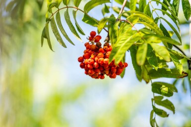 Sorbus aucuparia var. edulis hoogstam 10/12