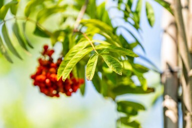Sorbus aucuparia var. edulis hoogstam 10/12