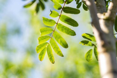 Sorbus aucuparia var. edulis hoogstam 10/12