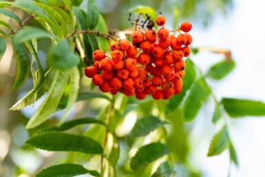 Sorbus aucuparia var. edulis hoogstam 10/12