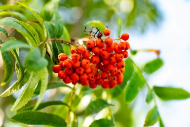 Sorbus aucuparia var. edulis hoogstam 10/12